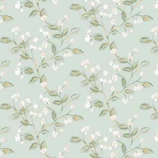 Garden Vetch | Powder Blue